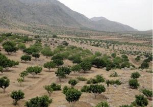 درختکاری ۲۰۰ هکتاری زمین توسط شرکت مناطق نفت خیز جنوب