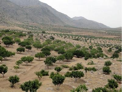 درختکاری ۲۰۰ هکتاری زمین توسط شرکت مناطق نفت خیز جنوب